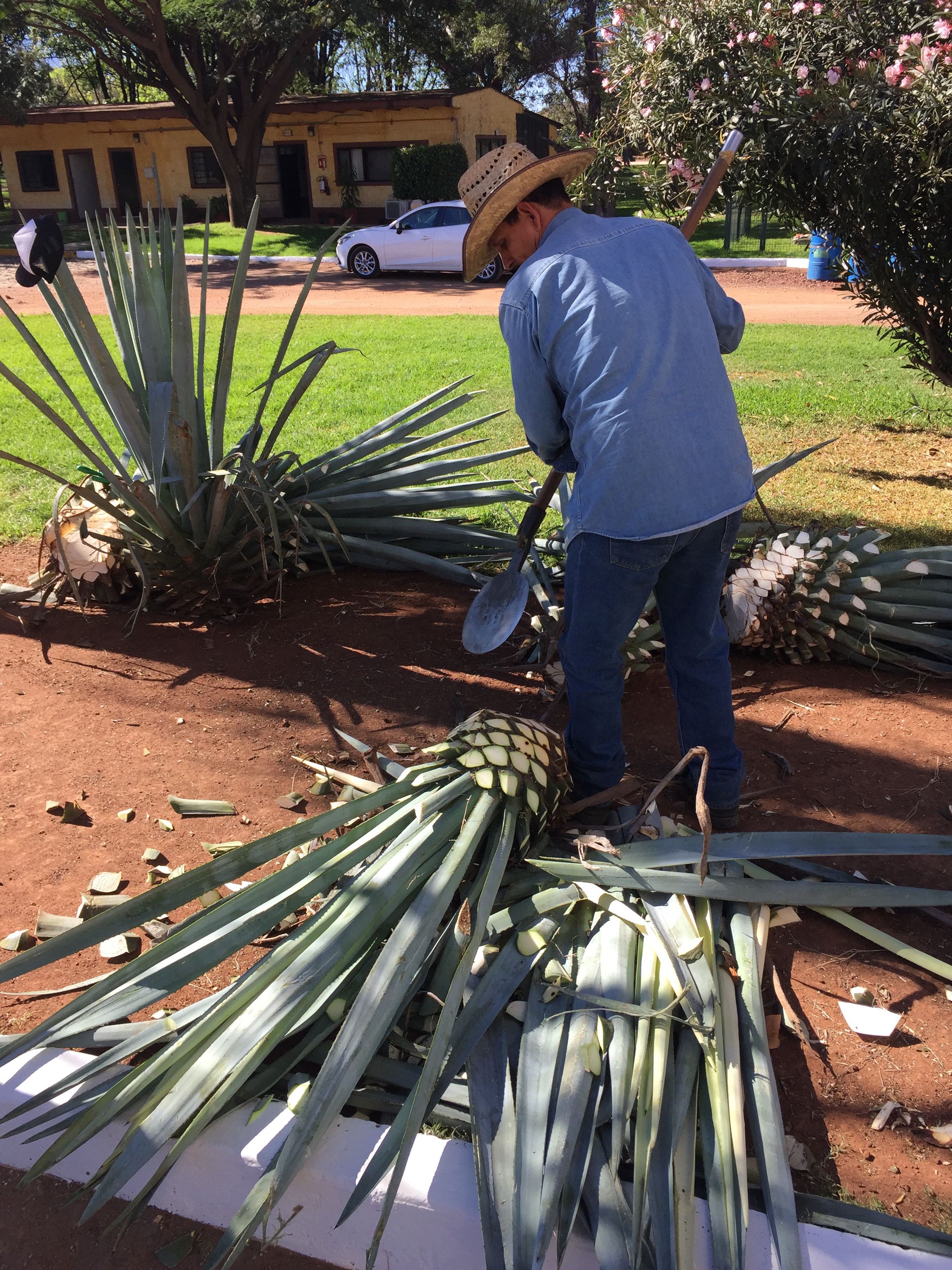 Visiting Casa Herradura, Birthplace of Tequila